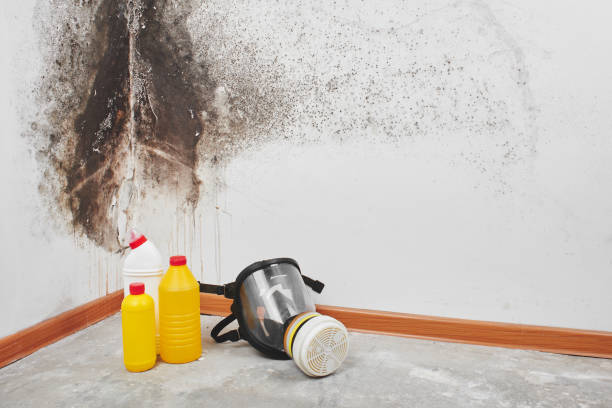 Best Emergency Mold Removal  in Cloverly, MD