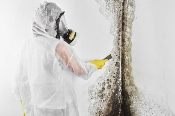 Best Emergency Mold Removal  in Cloverly, MD