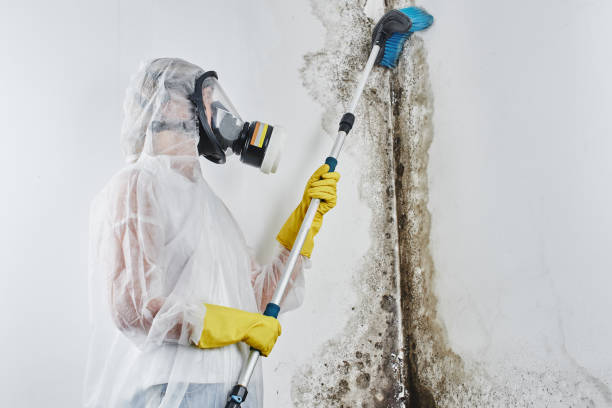 Best Commercial Mold Removal  in Cloverly, MD