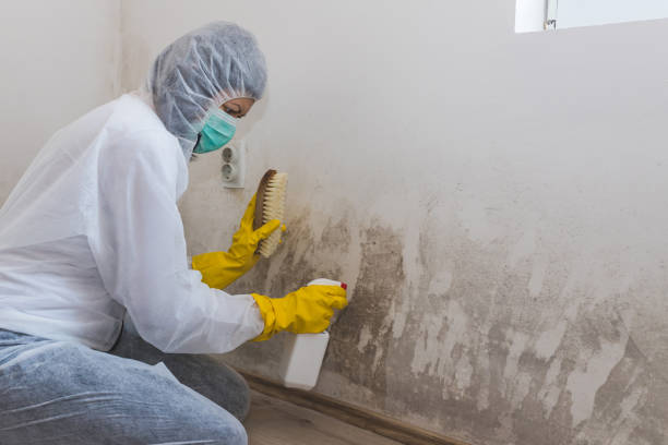 Home Mold Removal in Cloverly, MD