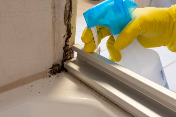 Best Mold Remediation  in Cloverly, MD