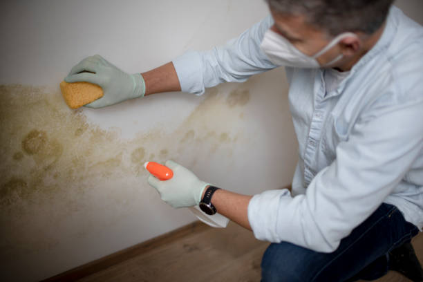 Best Affordable Mold Removal  in Cloverly, MD