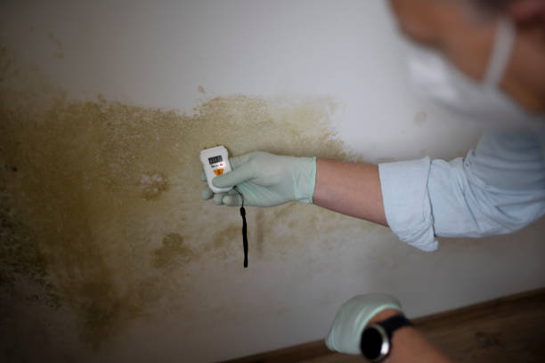 Best Professional Mold Removal  in Cloverly, MD