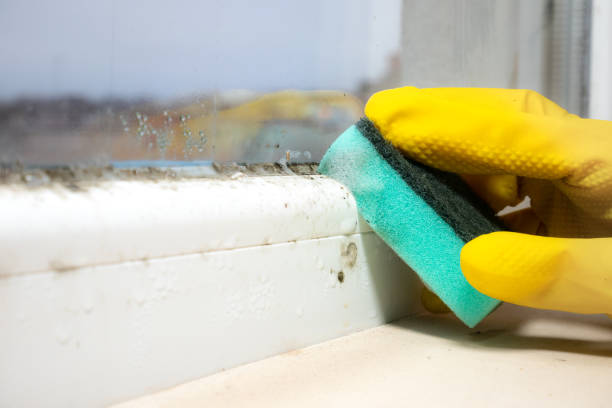 Best Attic Mold Removal  in Cloverly, MD