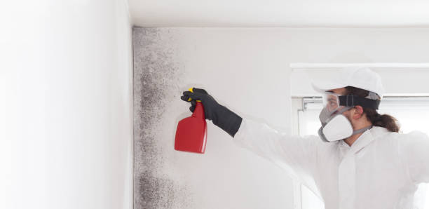 Office Mold Removal Services in Cloverly, MD