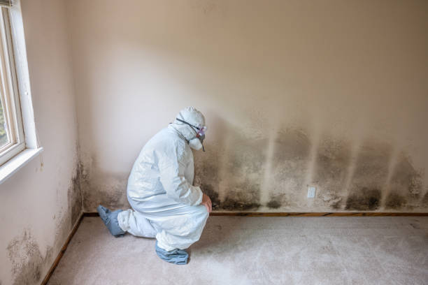 Best Local Mold Removal Service  in Cloverly, MD