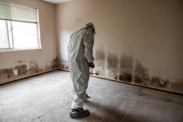 Best Mold Remediation  in Cloverly, MD