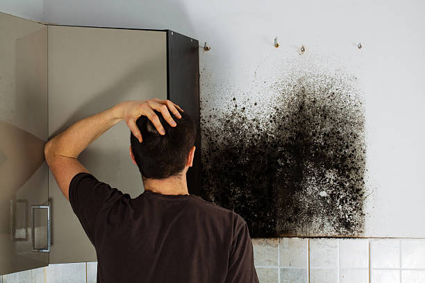 Best Mold Remediation  in Cloverly, MD