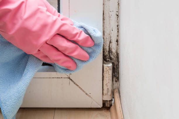 Best Fast Mold Removal  in Cloverly, MD